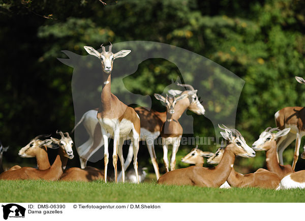 Dama gazelles / DMS-06390