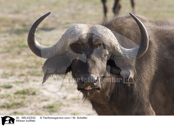 African buffalo / WS-02542