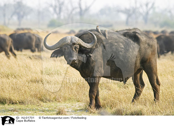 Kaffernbffel / Cape Buffalos / HJ-01701