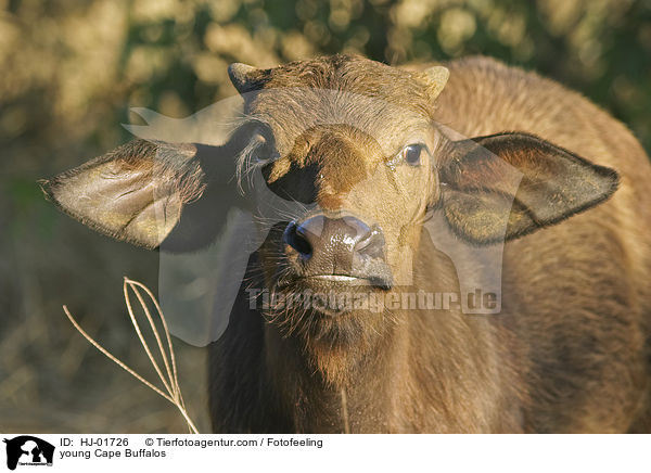 young Cape Buffalos / HJ-01726