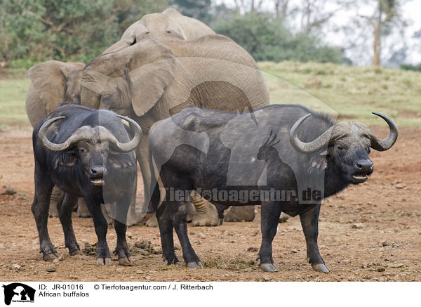 African buffalos / JR-01016