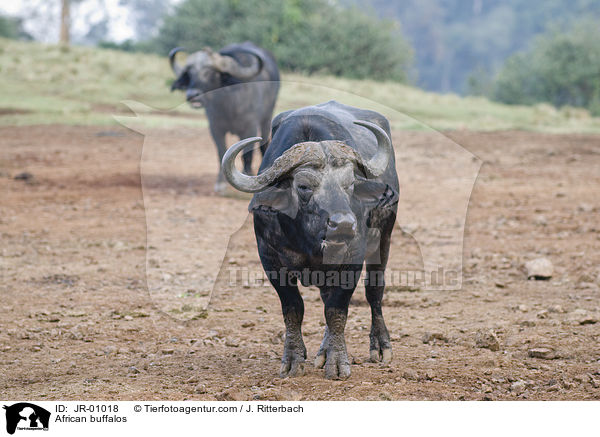 African buffalos / JR-01018