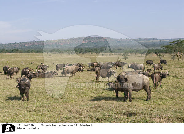 African buffalos / JR-01023