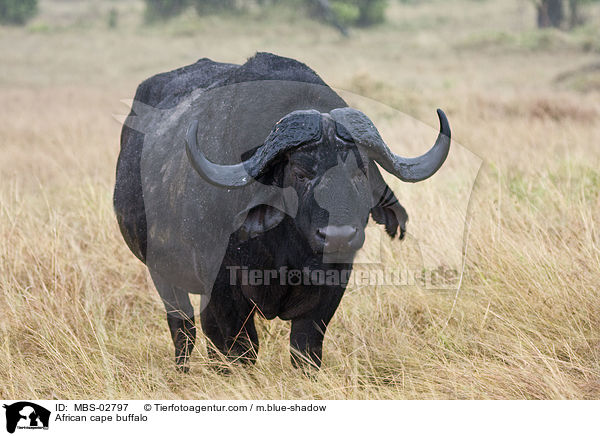 African cape buffalo / MBS-02797