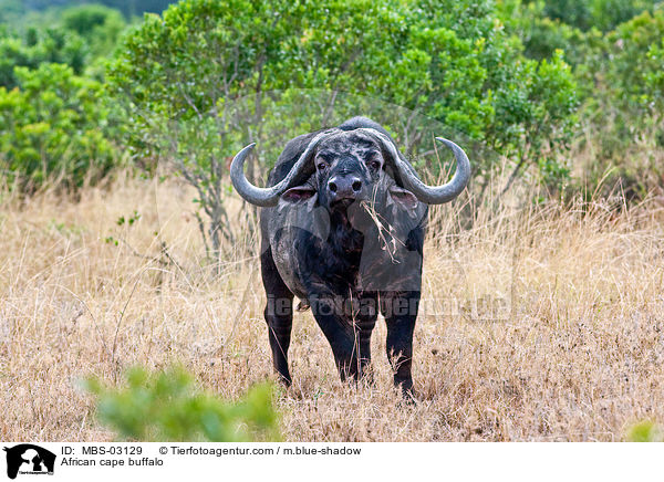 African cape buffalo / MBS-03129