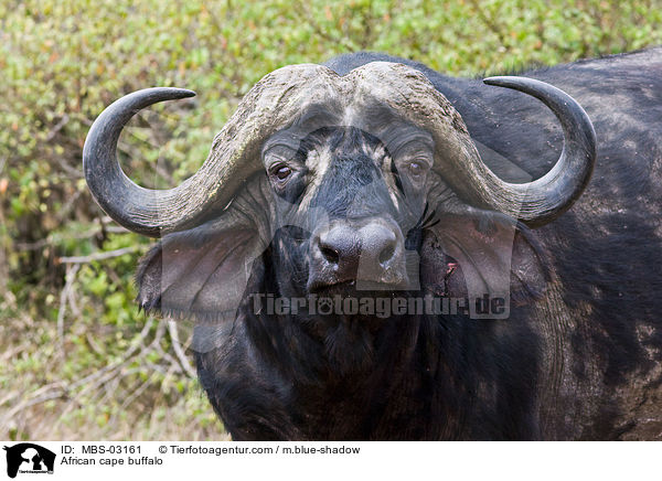 African cape buffalo / MBS-03161