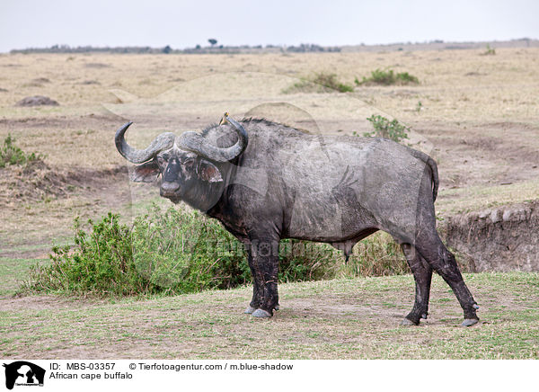 African cape buffalo / MBS-03357