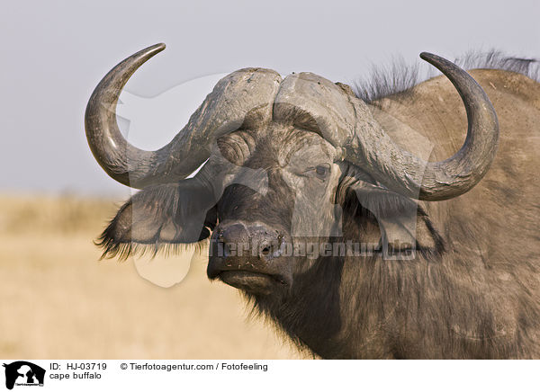 cape buffalo / HJ-03719