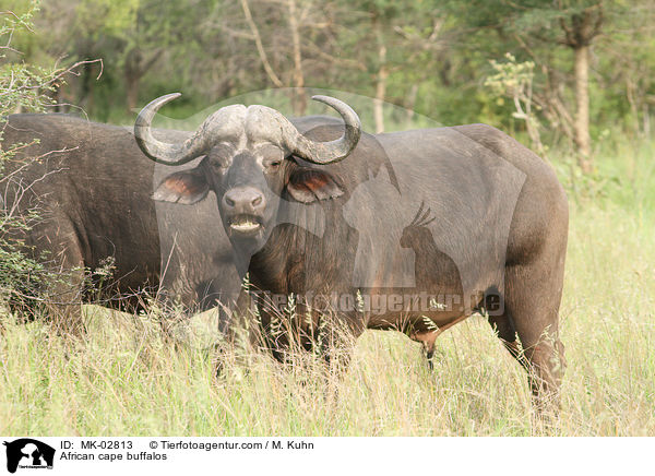 African cape buffalos / MK-02813