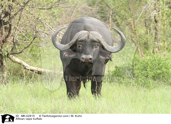 African cape buffalo / MK-02815