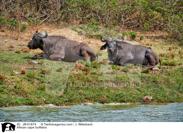 African cape buffalos / JR-01874