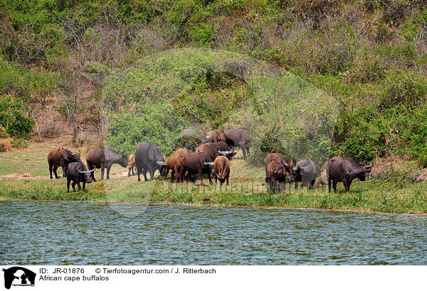 African cape buffalos / JR-01876