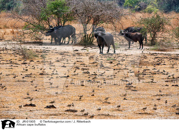 African cape buffalos / JR-01905