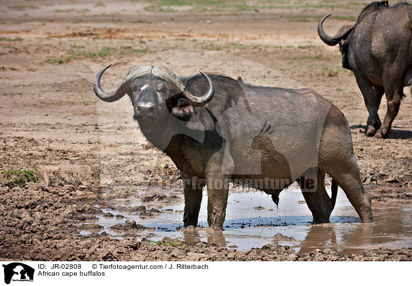 African cape buffalos / JR-02808