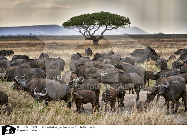 Cape buffalos / JR-03383
