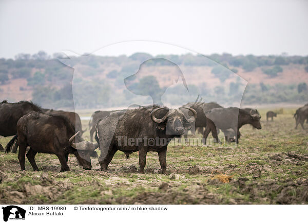 African Buffalo / MBS-19980