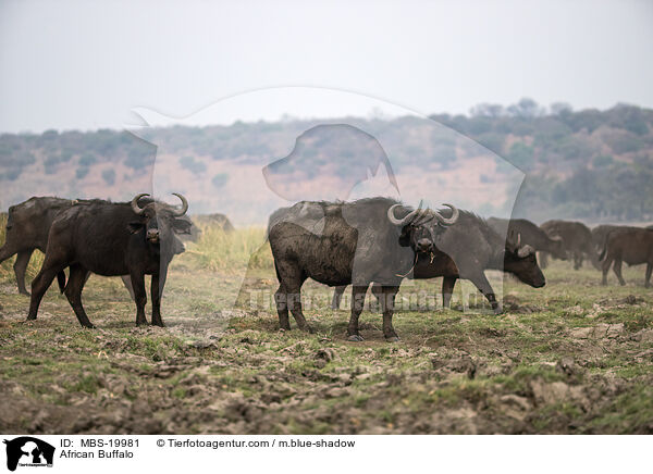African Buffalo / MBS-19981