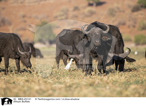 African Buffalo / MBS-20141