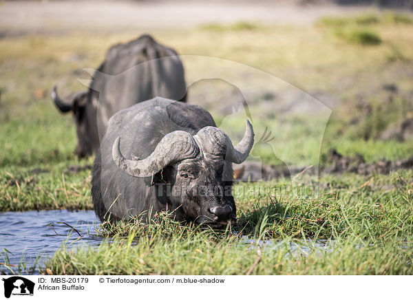 Kaffernbffel / African Buffalo / MBS-20179