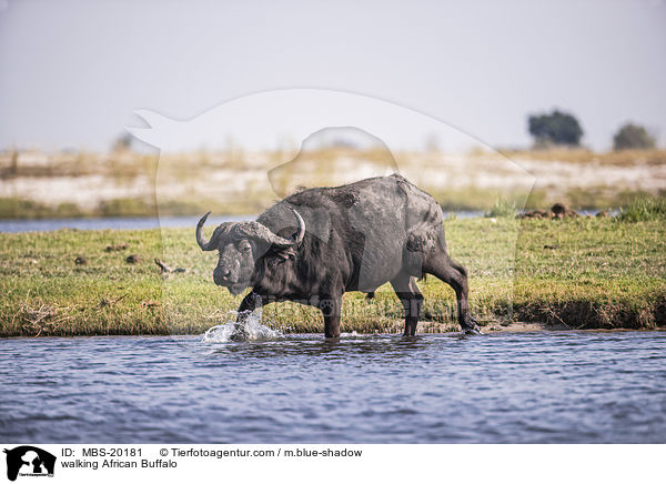 laufender Kaffernbffel / walking African Buffalo / MBS-20181