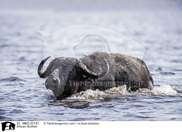 Kaffernbffel / African Buffalo / MBS-20187