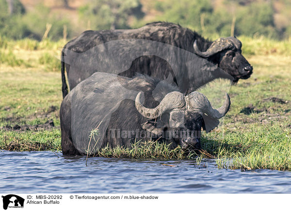 African Buffalo / MBS-20292