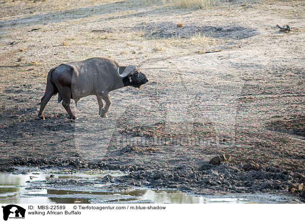 laufender Kaffernbffel / walking African Buffalo / MBS-22589