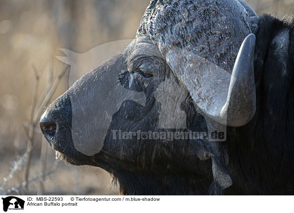 Kaffernbffel Portrait / African Buffalo portrait / MBS-22593
