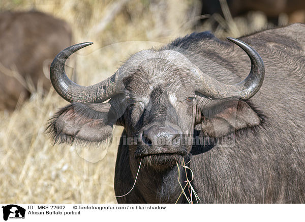 Kaffernbffel Portrait / African Buffalo portrait / MBS-22602