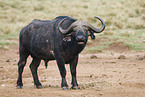 African buffalo