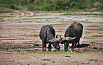 African cape buffalos