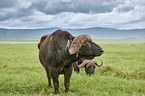 standing African Buffalo