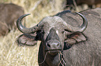 African Buffalo portrait