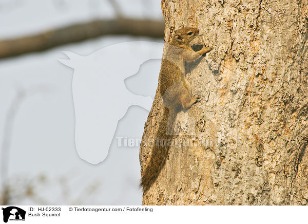 Afrikanisches Buschhrnchen / Bush Squirrel / HJ-02333