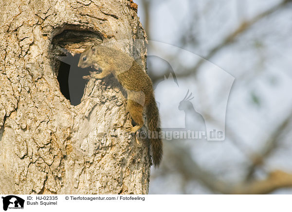 Afrikanisches Buschhrnchen / Bush Squirrel / HJ-02335