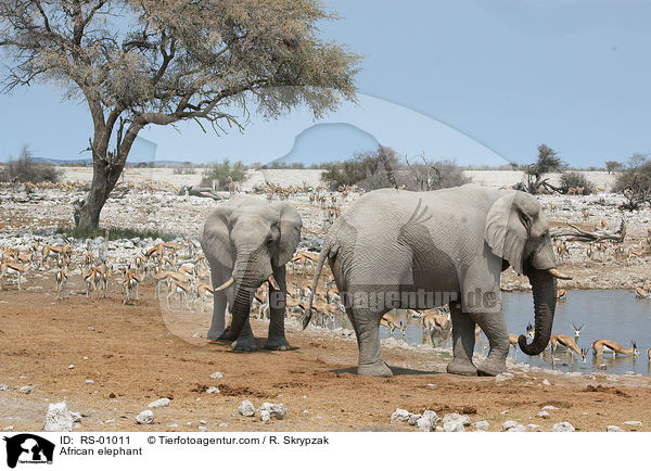 African elephant / RS-01011