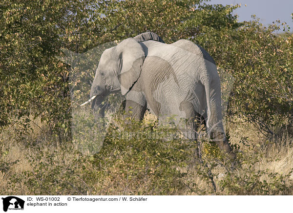 elephant in action / WS-01002