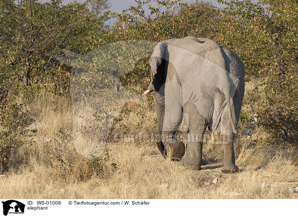 Elefant im Eotsha Nationalpark in Namibia / elephant / WS-01008