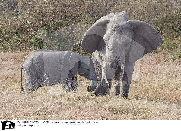 african elephant / MBS-01073