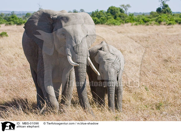 african elephant / MBS-01096