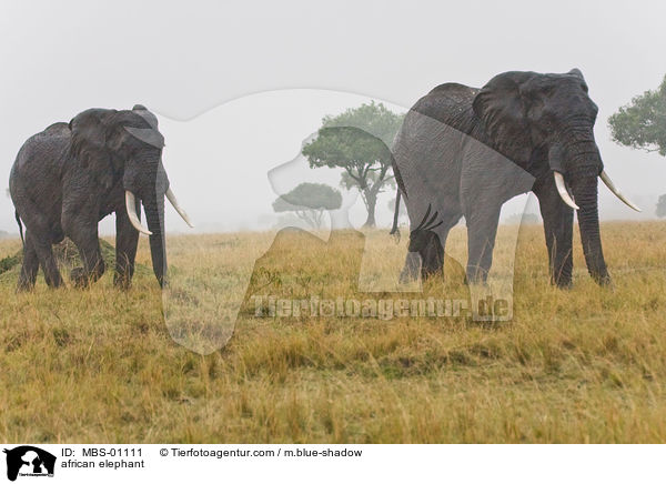 afrikanischer Elefant / african elephant / MBS-01111