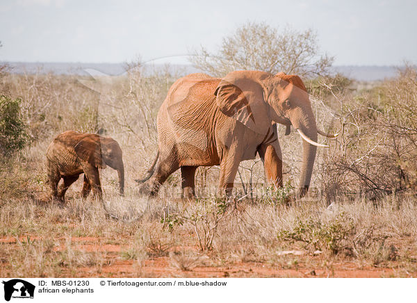 african elephants / MBS-01230