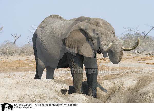 afrikanischer Elefant / african elephant / WS-02424