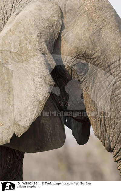 afrikanischer Elefant / african elephant / WS-02425