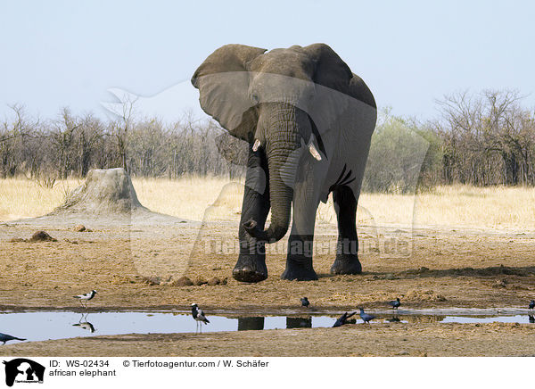 afrikanischer Elefant / african elephant / WS-02434