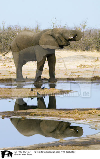 afrikanischer Elefant / african elephant / WS-02437