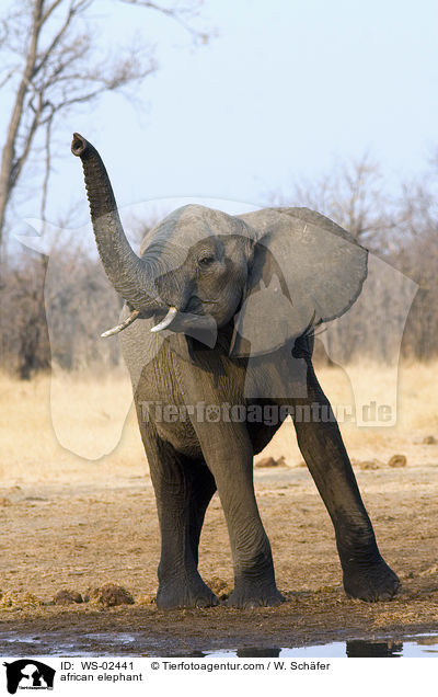 afrikanischer Elefant / african elephant / WS-02441