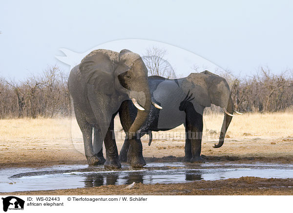 afrikanischer Elefant / african elephant / WS-02443