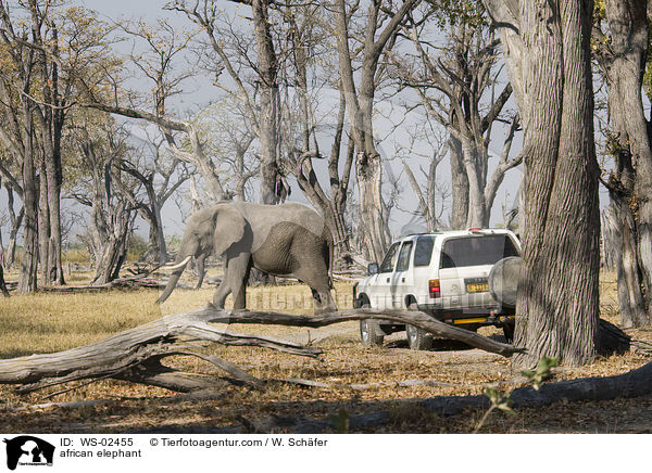 afrikanischer Elefant / african elephant / WS-02455