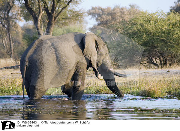 afrikanischer Elefant / african elephant / WS-02463